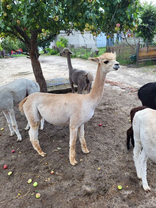Samica huacaya alpaka