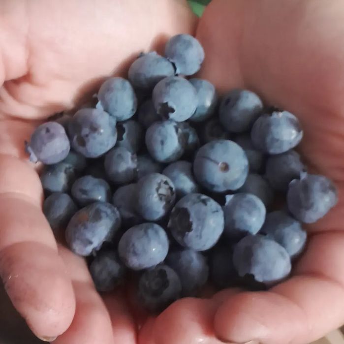 Лохина. Саджанці Лохини. Малина. Ожина