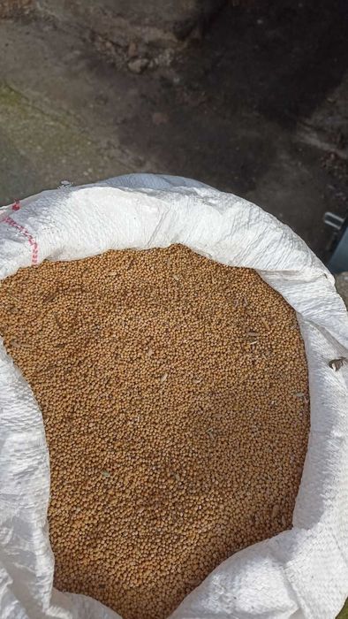 Produkty rolne-nasiona