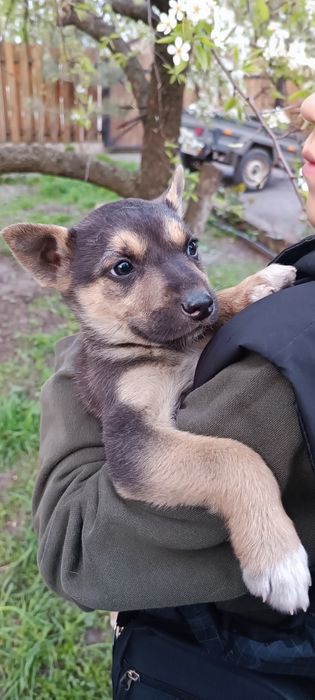Цуцики в добрі руки за символічну вартість
