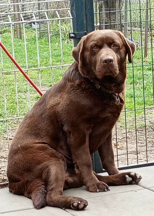 Labrador Retriever