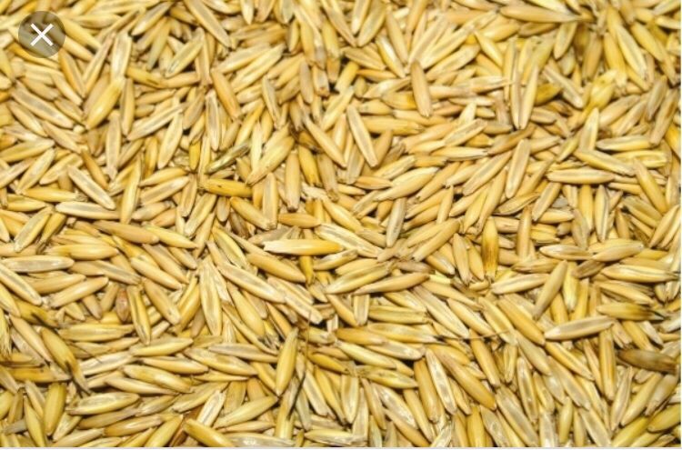 Продам Овес насіневий