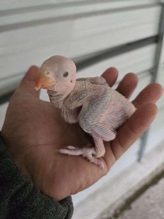 Ring necks para criar a mao