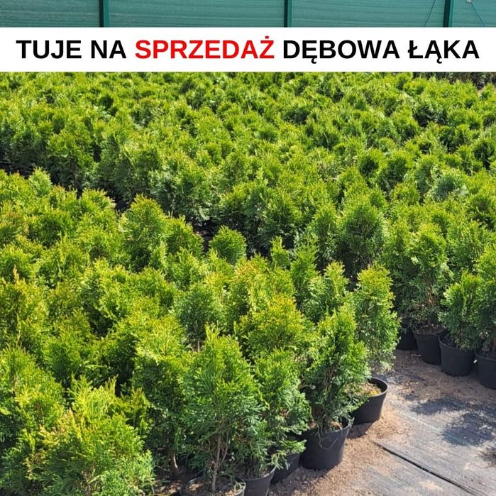 Tuje szmaragd  wyprzedaż