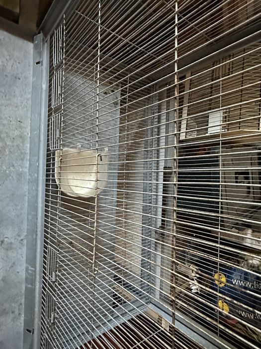 Vendo gaiolo como nova