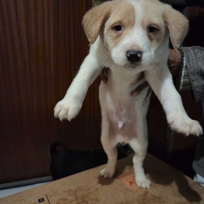 Cães bebés para dar