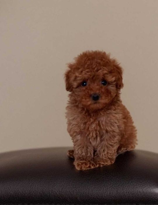 Обаятельный малыш мальтипу.