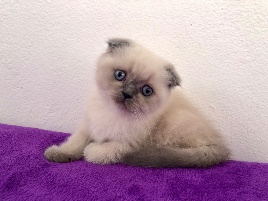Fêmea Scottish Fold Blue Point
