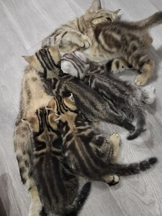 Шотландскі кошенятка