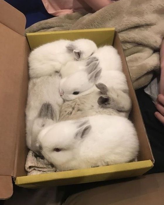 Ручные декоративные кролики