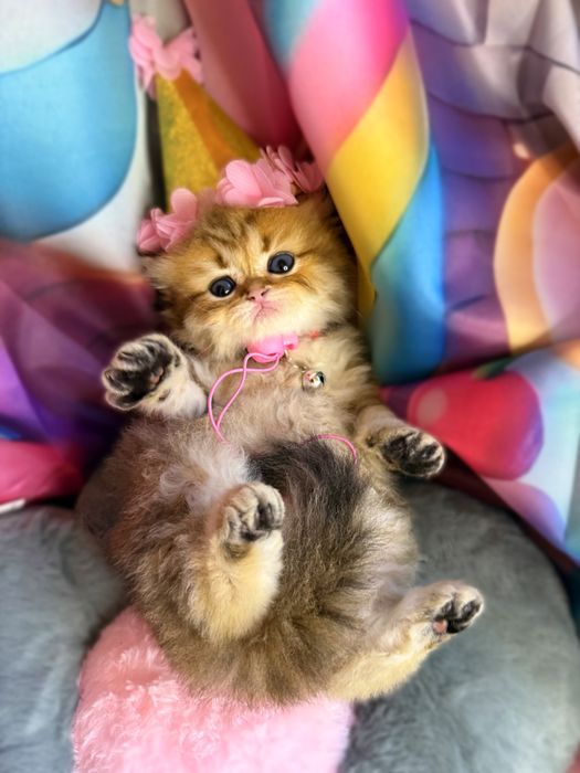 Szkocka koteczka złota szynszyla WCF/PZF+Box prezentowy