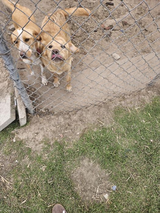 Oddam psa 10 miesięcy