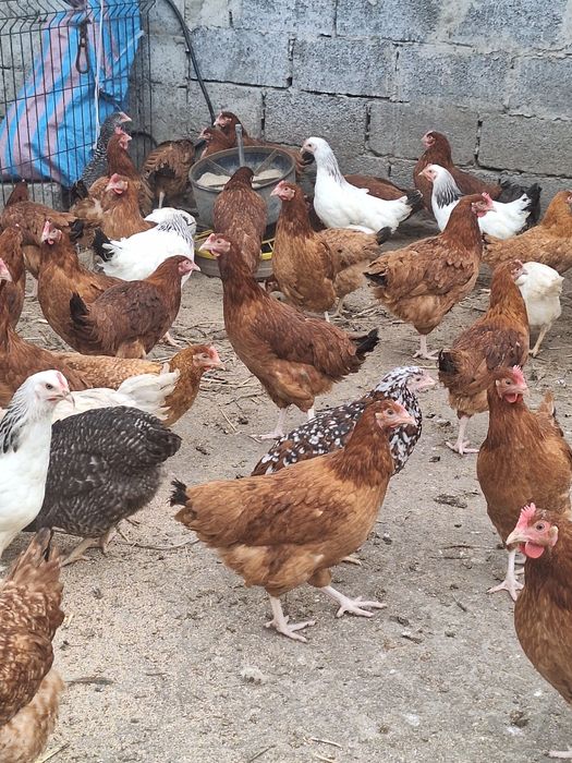 Kury  nioski 20 tygodni