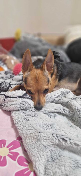 Той терьєр вязка