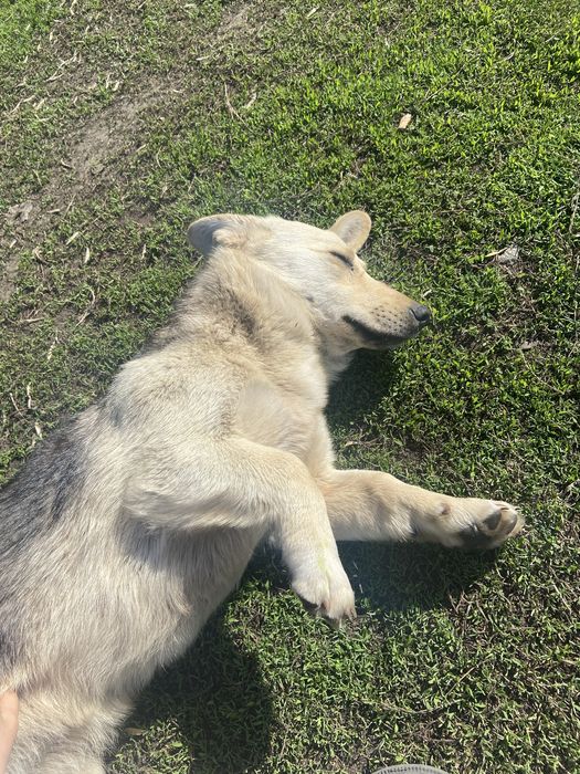 Собака (девочка)