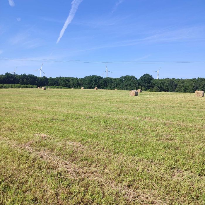 Siano w atrakcyjnej cenie