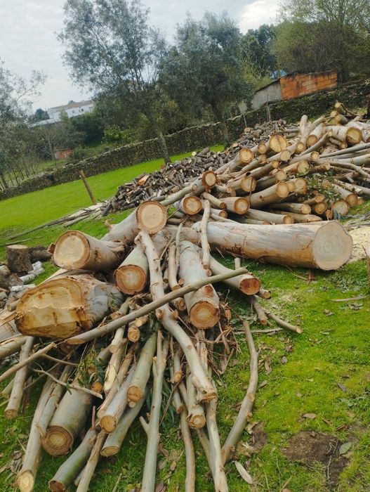 Vendo lenha de eucalipto