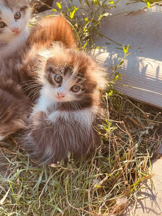 дарую котика, два місяці