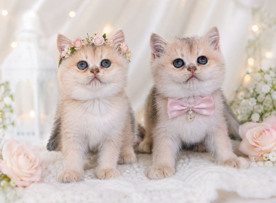 кошеня голубе золото