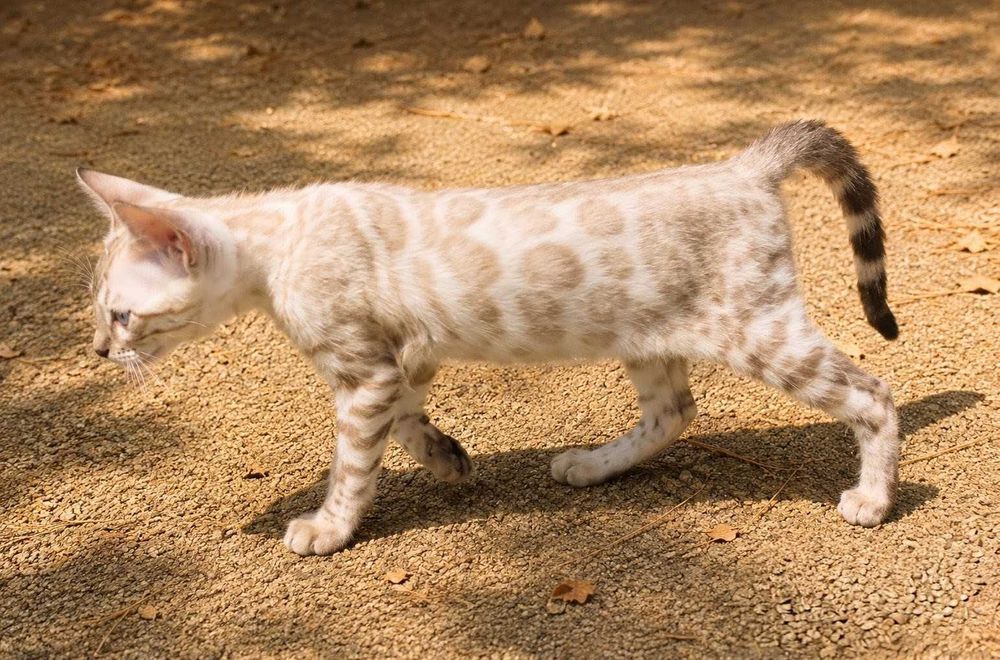 Lindo Gatinho Bengal Snow Macho