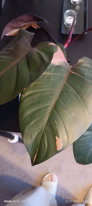 Roślina kolekcjonerska Philodendron erubescens 'Pink Princess'