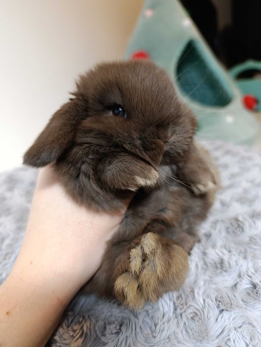 Królik króliczek mini lop hodowla zarejestrowana 910-P