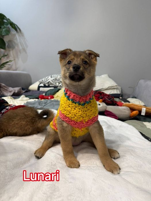 Elori i Lunari - szczeniaki do adopcji