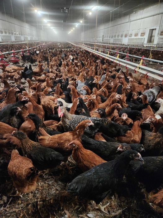 Kury nioski młode ROSA1 Messa Leghorn kurki z dowozem do klienta