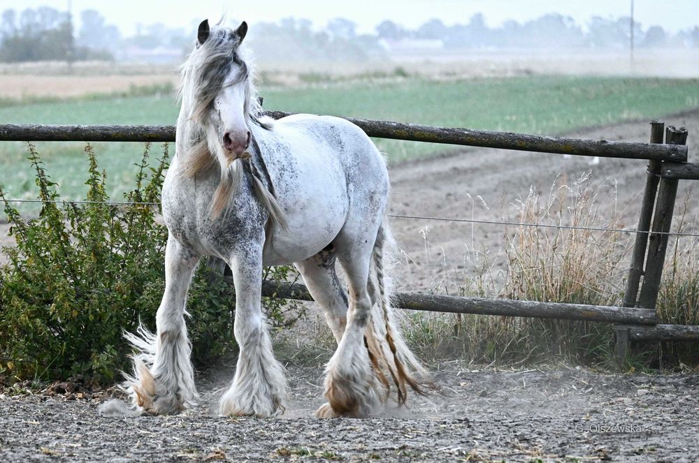 Ogier Irish Cob (nie tinker) z licencją / koń rodzinny