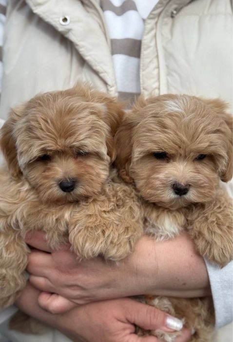 Плюшевий вірний друг Мальтипу хлопчик. Мальтипу маленький