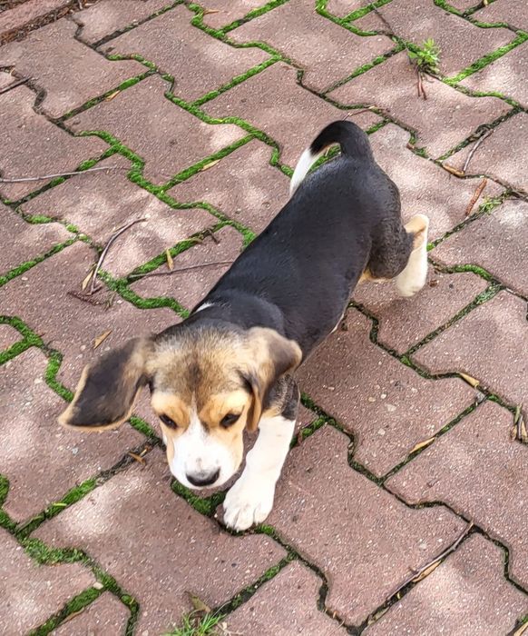 Beagle suczka sprzedam