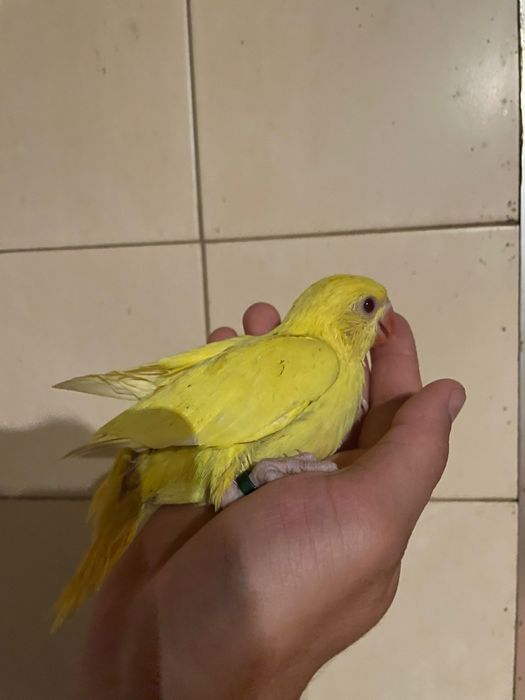 Ring neck domesticados com cedência e sexagem