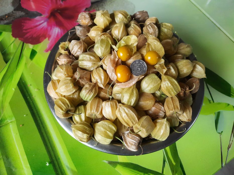 Насіння суничного та ягідного фізалісу