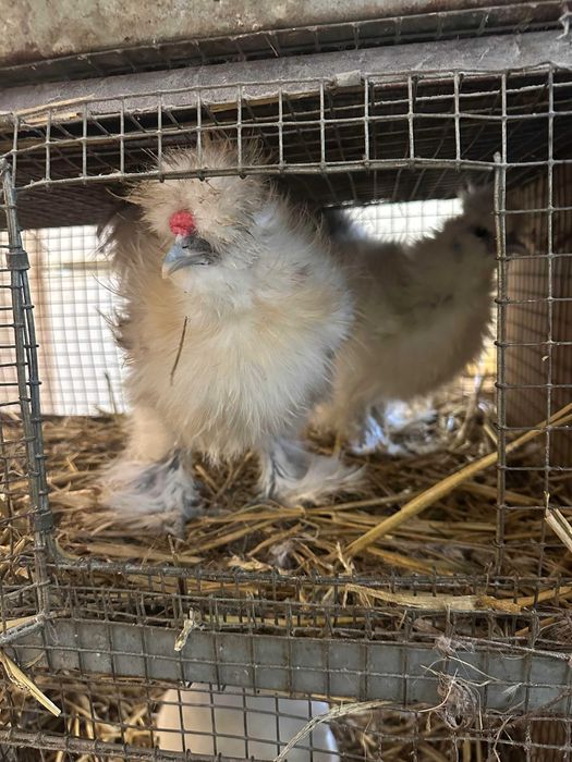 Kogut silka lokowana