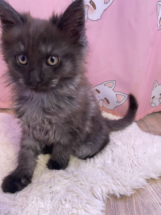 Котята мейн кун чистокровные