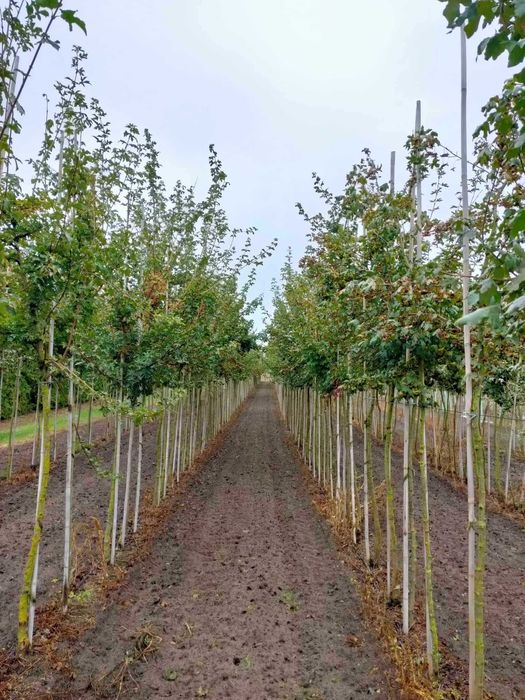 Klon polny, Acer campestre