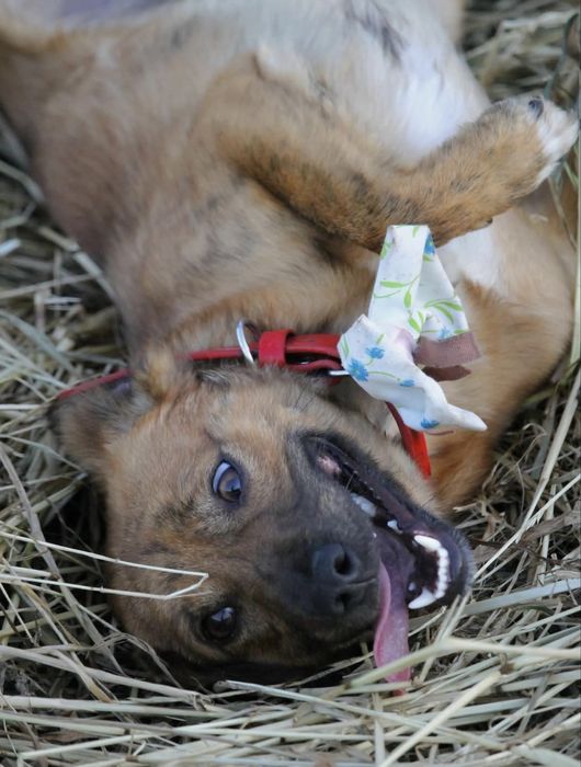 Cãozinho jovem para adoção responsável