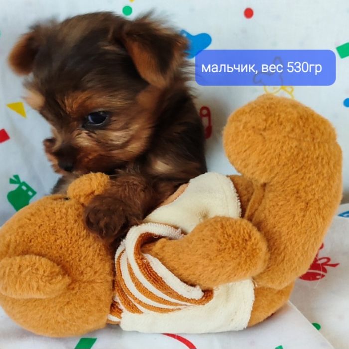 Мини Йорки мальчик и девочки