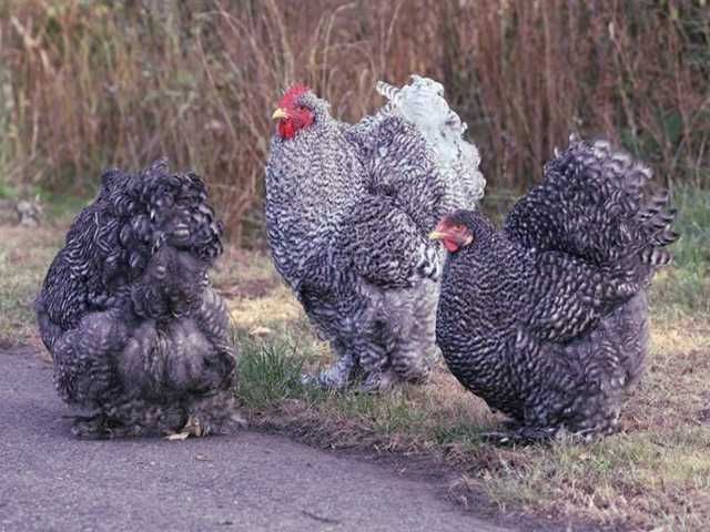 Яйце на інкубацію. Курчат. Кохінхін - срібло, куріпчаста, смугаста.