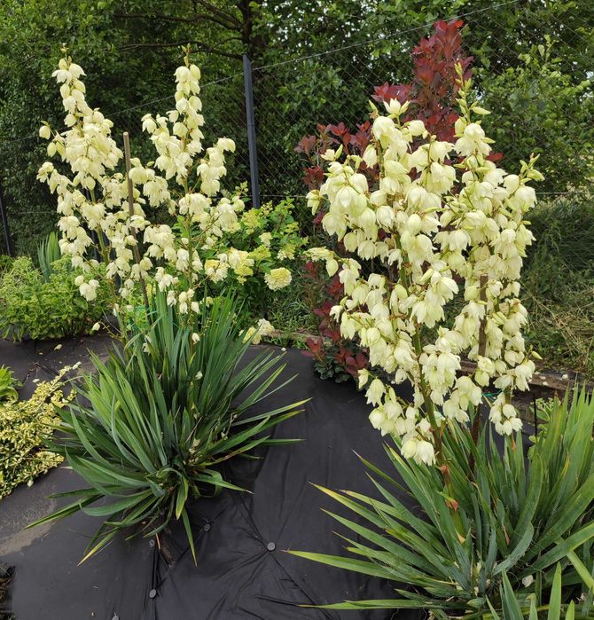 juka - juki sadzonki ogrodowe, byliny wieloletnie