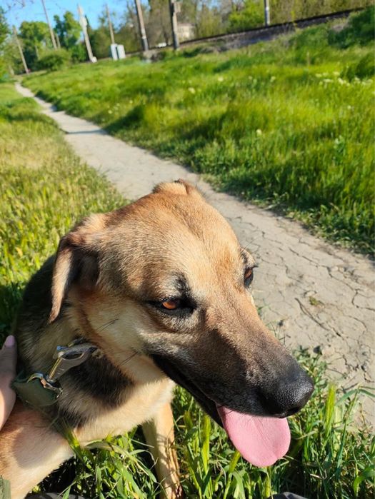 Помогите найти семью девуле из приюта