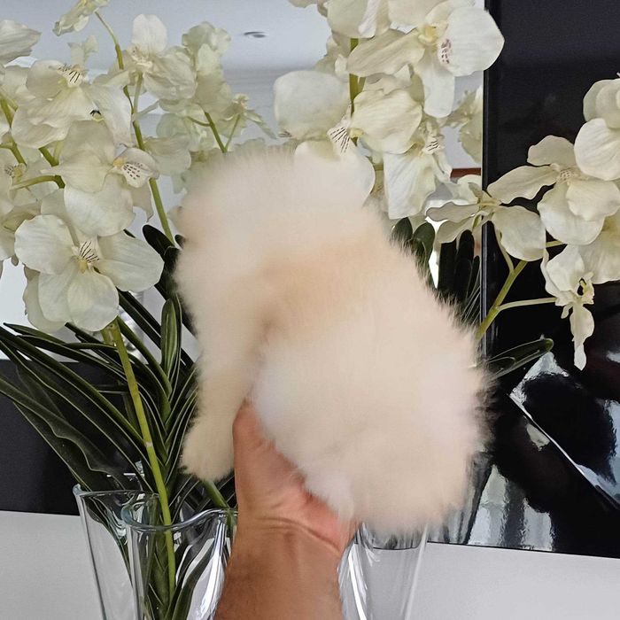 Spitz Alemão Anão e/ou Lulu da Pomerânia  FEMEA   com  LOP e AFIXO