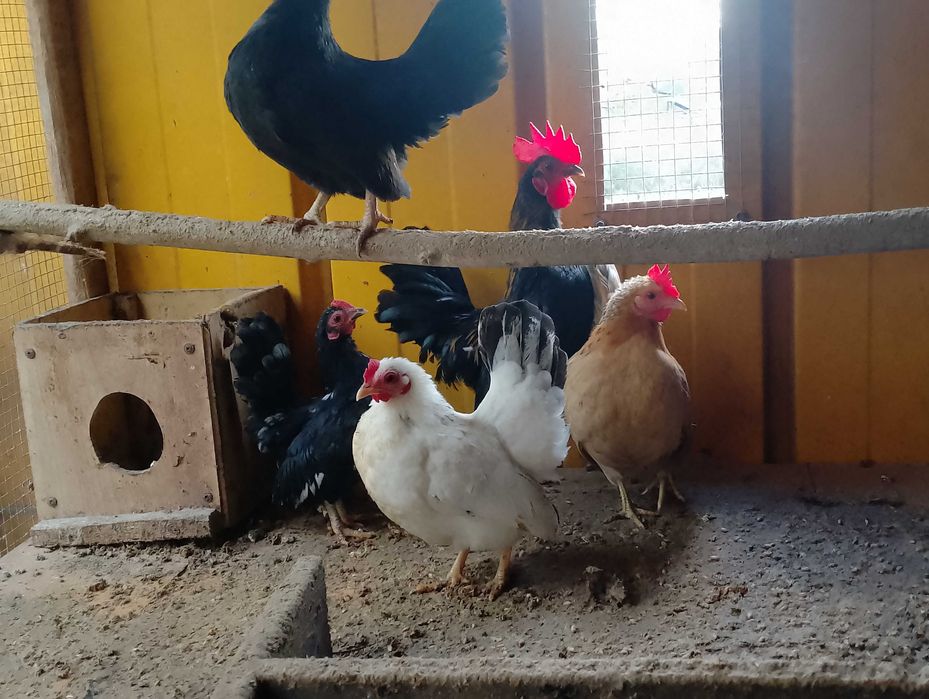 Zielononóżka kogut i inne