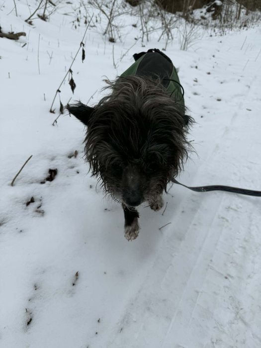 Mały pies szuka domu