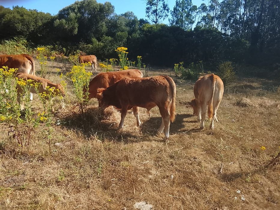 Vitelos/bezerros para venda