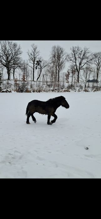 Ogierek zimnokrwisty