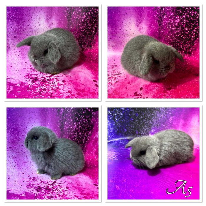 Mini Lop - odbiór koniec czerwca/początek lipca