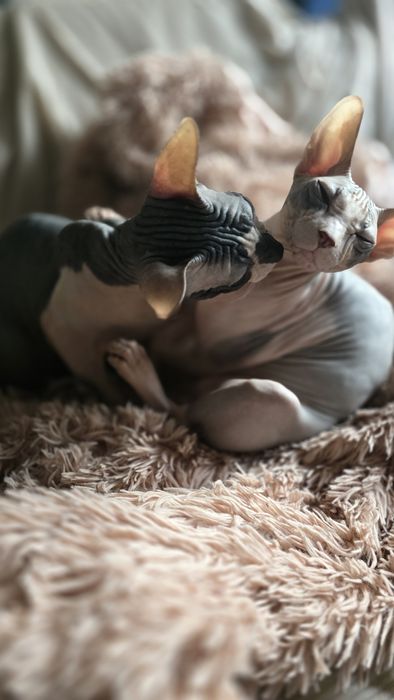 WCF DON Sphynx kotek