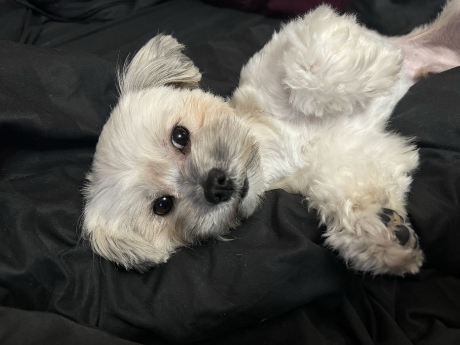 Злучка ,Мальтезе