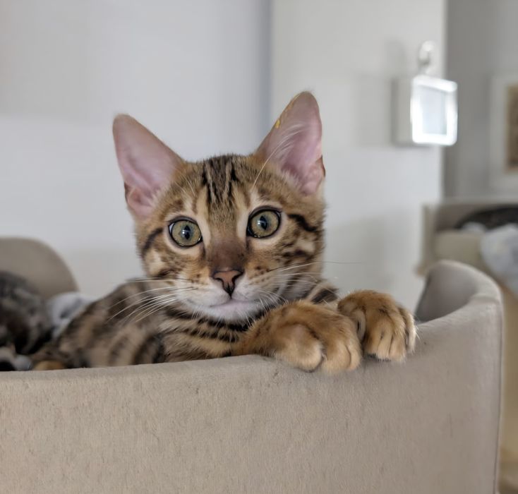 Kot bengalski gotowy do odbioru